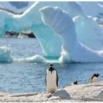 Groepsrondreis Antarctica