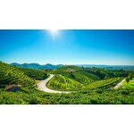 Wijntour door Piemonte, Toscane en Veneto
