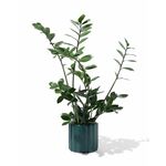 HEMA Damesstring Naadloos Micro Donkergroen (donkergroen)