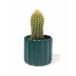 HEMA Damesstring Naadloos Micro Donkergroen (donkergroen)