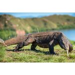 9-daagse bouwsteen Flores en Komodo