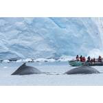 2024/25 12-Daagse expeditie Antarctica, Hoogtepunten van het bevroren continent