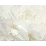 Noordwand Atmosphere Fotobehang met grote witte bloem G78424