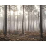 Noordwand Atmosphere Fotobehang met bos in de mist G78426