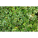 Creall glow in the dark verf groen-geel, 250ml