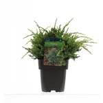 Jeneverbes (Juniperus squamata "Holger") conifeer