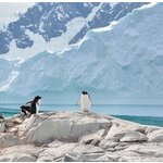 Groepsrondreis Antarctica, Falklands en South Georgia