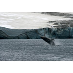 Groepsrondreis Antarctica, Falklands en South Georgia