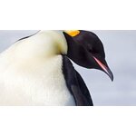 Groepsrondreis Antarctica, S. Georgia en de Poolcirkel