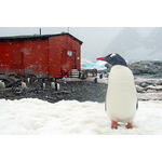 Groepsrondreis Antarctica