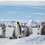 Groepsrondreis Antarctica - Crossing the Circle