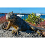 Singlevakantie Ecuador