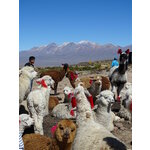 Groepsrondreis Peru Hoogtepunten