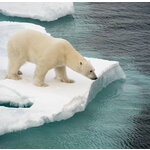 Groepsrondreis om Spitsbergen. Avontuurlijke cruise met zeilschip Antigua