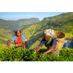 Singlevakanties Sri Lanka