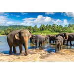 Singlereis Sri Lanka
