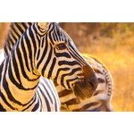 Beste van Tanzania (9 dagen) - cat. Economy