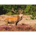 Veluwe Hotel Stakenberg | Verblijf op een prachtig landgoed op de Veluwe | incl. jeu de boulesbaan