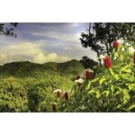 Individuele rondreis Costa Rica