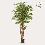 kunstplant - Ficus liana - Vioolbladplant - 170cm