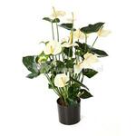 Kunstplant Strelitzia M