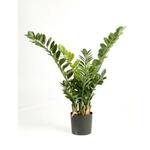 Kunstplant Calathea green L