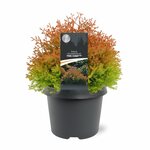 LE CREUSET - Aardewerk - Snackschaaltje 12cm 0,33l Oranjerood