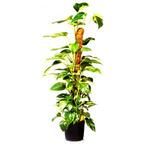 VEVOR 4x traliewerk bloemenhouder tomatenkooi plantenhouder plantensteun 160cm