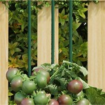 VidaXL Plantensteunen 5 st met 3 ringen 75 cm staal groen
