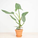 HEMA Planten Clips - 30 Stuks