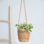 HEMA Planten Clips - 30 Stuks