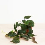 HI Vogelvoederbak met plantensteun - Bruin