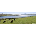 DFDS Seaways en Irish Ferries, 17-daagse rondreis Magnifiek Ierland - vakantiewoningen