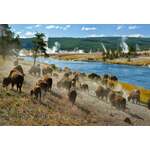 Canadian Rockies en Yellowstone