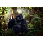 Gorilla tracking Bwindi Impenetrable National Park