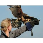 Roofvogelworkshop