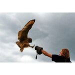 Workshop: Vliegen met uilen - Moonlight met Uilen