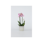 Phalaenopsis Multiflora Orchidee roze