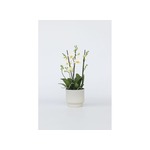 Phalaenopsis Multiflora Orchidee wit