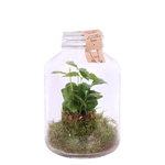 Bormioli Weckpot Inmaakpot Vierkant 0,5ltr Fido Pak A 6 St