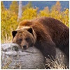 groepsrondreizen-alaska.jpg