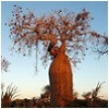 groepsrondreizen-madagascar.jpg