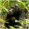 groepsrondreizen-uganda.jpg