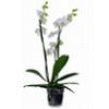 vlinderorchideeen.jpg